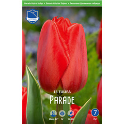 Тюльпан Парад