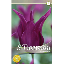 Тюльпан Парпл Дрим