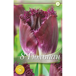 Тюльпан Парпл Кристал