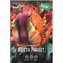 Тюльпан Паста Пэррот