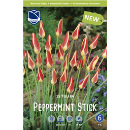 Тюльпан Пепперминт Стик
