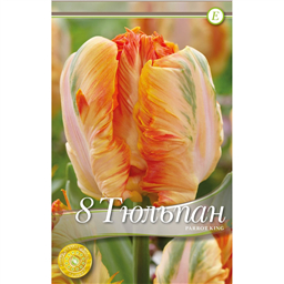 Тюльпан Пэррот Кинг