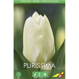 Тюльпан Пуриссима(упаковка мини)