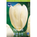 Тюльпан Пуриссима