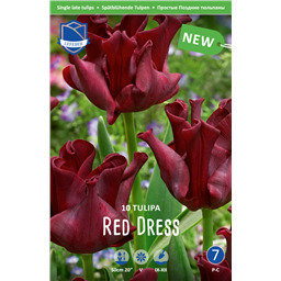 Тюльпан Ред Дресс