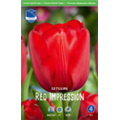 Тюльпан Ред Импрешн