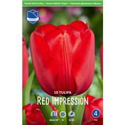 Тюльпан Ред Импрешн