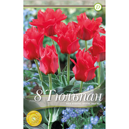 Тюльпан Ред Райдинг Худ Дабл