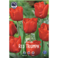 Тюльпан Ред Триумф