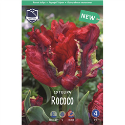 Тюльпан Рококо