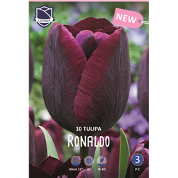 Тюльпан Роналдо