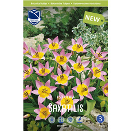 Тюльпан Саксатилис