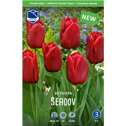 Тюльпан Седов