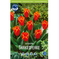 Тюльпан Шекспир