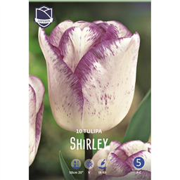 Тюльпан Ширли