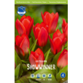 Тюльпан Шоувиннер
