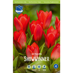 Тюльпан Шоувиннер