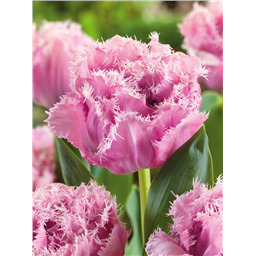 Тюльпан Шугар Кристал