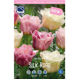 Тюльпан Силк Роуд