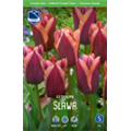 Тюльпан Слава