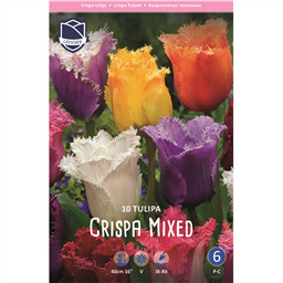 Тюльпан Смесь бахромчатых