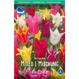 Тюльпан Смесь лилиецветных