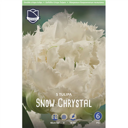 Тюльпан Сноу Кристал 