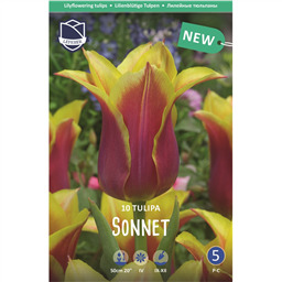 Тюльпан Соннет