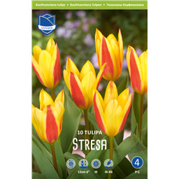 Тюльпан Стреза