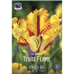Тюльпан Техас Флейм