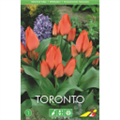 Тюльпан Торонто(упаковка мини)