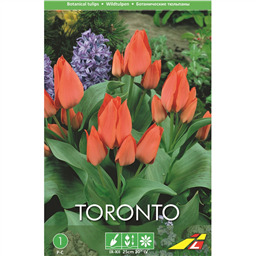 Тюльпан Торонто(упаковка мини)