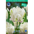 Тюльпан Уайт Лизард