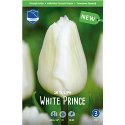 Тюльпан Уайт Принц
