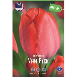 Тюльпан Ван Эйк