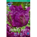 Тюльпан Викториас Сикрет