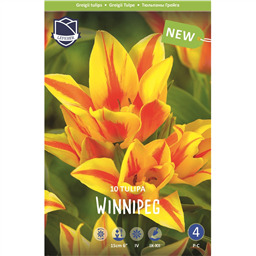 Тюльпан Виннипег