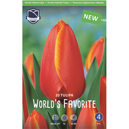 Тюльпан Волд Фаворит