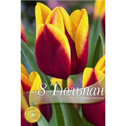 Тюльпан Андре Ситроен