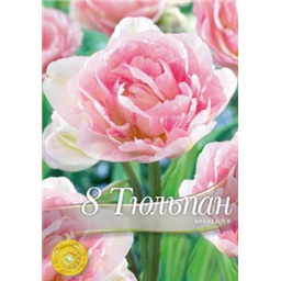 Тюльпан Анжелика