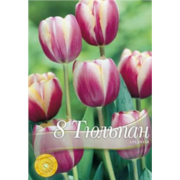 Тюльпан Атлантис