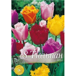 Тюльпан Бахромчатый смесь