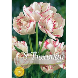 Тюльпан Белиция