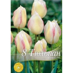 Тюльпан Блашинг Герл
