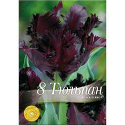 Тюльпан Блэк Пэррот