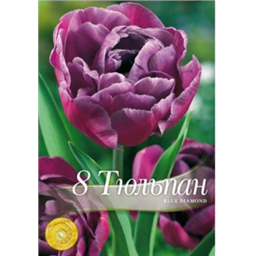 Тюльпан Блю Даймонд