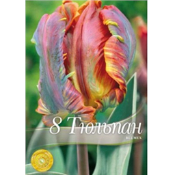 Тюльпан Блюмекс