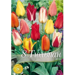 Тюльпан ботанический смесь