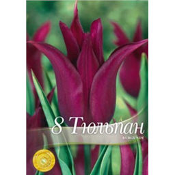 Тюльпан Бургунди