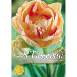 Тюльпан Чаминг Леди